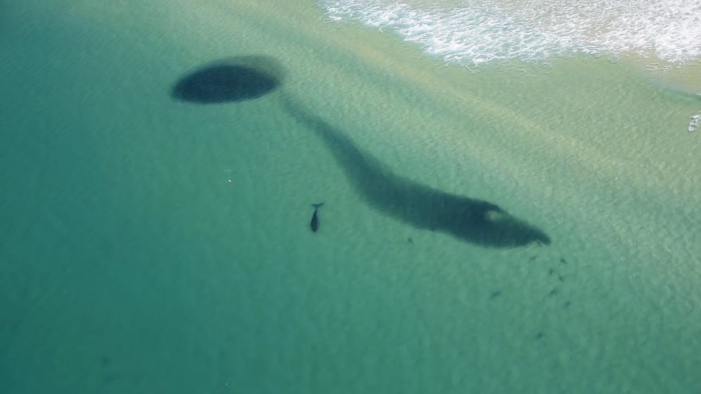 Australia: Gigantesco cardumen que atrae tiburones y ballenas desconcierta a científicos