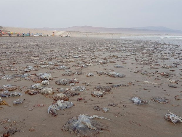 Moquegua: miles de malaguas aparecen varadas en playa Pozos de Lizas
