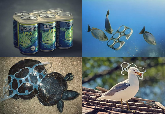 Crean aros de six pack biodegradables que los animales marinos pueden comer