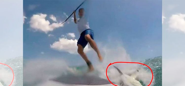 Surfista es mordido por tibur&oacute;n tras caer encima 