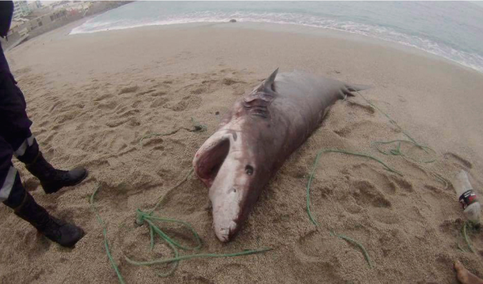 Tibur&oacute;n encontrado en Punta Hermosa no deber&iacute;a causar alarma en la poblaci&oacute;n seg&uacute;n especialistas
