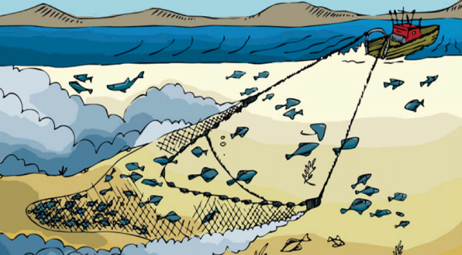 Las terribles consecuencias de la pesca de arrastre
