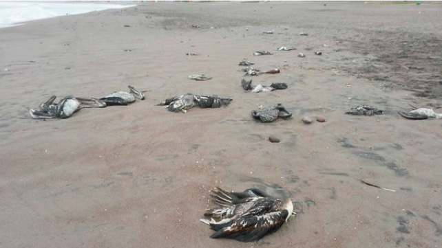 Playas de Trujillo amanecen con centenares de aves muertas 