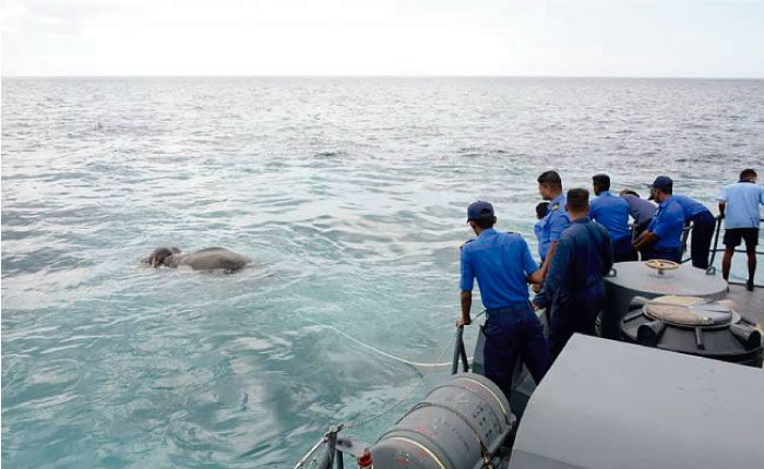As&iacute; es como se tiene que rescatar a un elefante que inexplicablemente apareci&oacute; en alta mar 