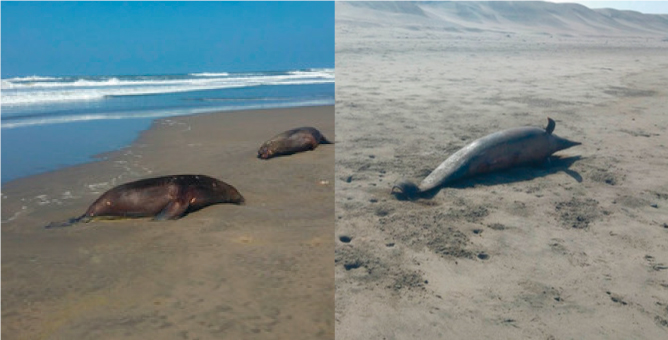 Lobos Marinos y delfines comienzan a morir en la costa norte del Per&uacute; 
