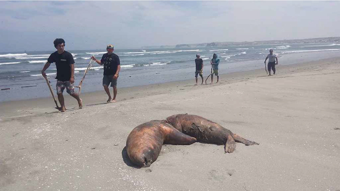 Ya son 40 los lobos marinos muertos en playa de Los Órganos 