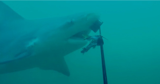 Pruebas hechas por surfistas revelaron que pulsera antitiburones no sirve 
