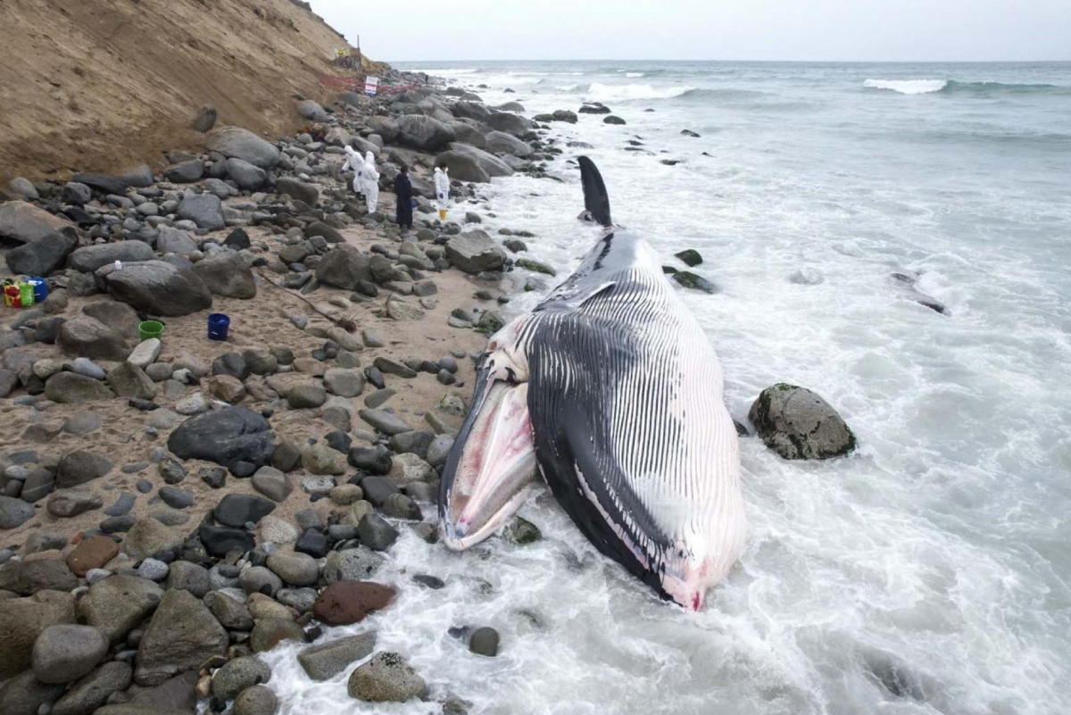 Investigan tr&aacute;fico de especies acu&aacute;ticas tras hallazgo de ballena en Punta Hermosa 